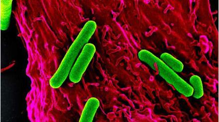 Fotosynthetisch aktive Blaualgen (Synechococcus elongatus) können Herzmuskelzellen einer Ratte mit Sauerstoff versorgen. 