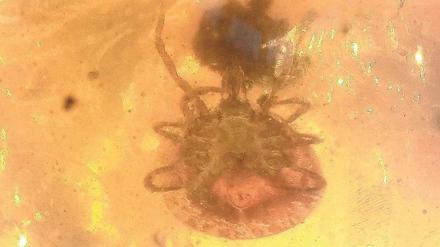 Vorfahr. Die Zecke Amblyomma birmitum in rund 100 Millionen Jahre altem Bernstein.