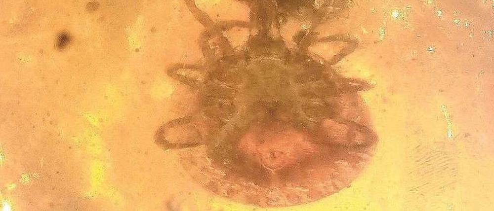 Vorfahr. Die Zecke Amblyomma birmitum in rund 100 Millionen Jahre altem Bernstein.