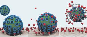 Diese drei Bilder zeigen die Virus-Zellbindung als ersten Schritt einer viralen Infektion (links) und wie sie durch klassische Wirkstoffe teilweise gehemmt wird (Mitte). Im Gegensatz dazu können multivalente Wirkstoffe (rechts) den Virus effizient abschirmen und die Infektion blockieren.