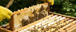 Biene gut, alles gut. Zur Langen Nacht gibt es in Dahlem einen Schaubienenkasten und eine Honigverköstigung.