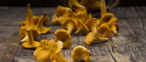 Kleine Pilze, großes Aroma. Pfifferlinge sollte man gründlich säubern, dabei am besten ein bisschen Essig ins Wasser geben.