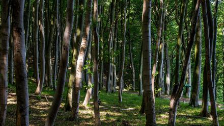 Poetische Wahrnehmungen, Naturbetrachtungen, darum geht es in Volker Sielaffs Journal „Überall Welt“. Hier ein Buchenwald in der Nähe von Sassnitz auf Rügen.