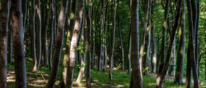 Poetische Wahrnehmungen, Naturbetrachtungen, darum geht es in Volker Sielaffs Journal „Überall Welt“. Hier ein Buchenwald in der Nähe von Sassnitz auf Rügen.