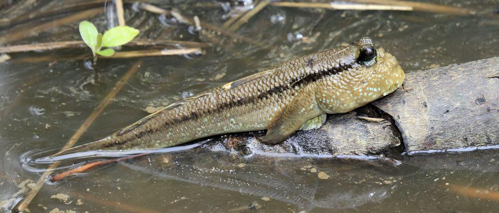 Kleines Lehrstück der Evolution. An Schlammspringern zeigt sich, wie sich ein Fischkörper verändert, um an Land gehen zu können.