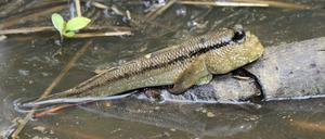 Kleines Lehrstück der Evolution. An Schlammspringern zeigt sich, wie sich ein Fischkörper verändert, um an Land gehen zu können.