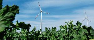 Windräder als Naturidyll, aber was, wenn Zugvögel zwischen die Rotoren geraten? 