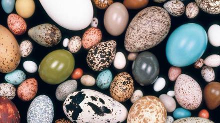 50 000 Eier haben Forscher untersucht, um herauszufinden, warum Vogelnachwuchs in so unterschiedlich geformten Kalkschalen verpackt wird.