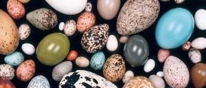50 000 Eier haben Forscher untersucht, um herauszufinden, warum Vogelnachwuchs in so unterschiedlich geformten Kalkschalen verpackt wird.