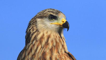 Auge in Auge mit einem Rotmilan. Für diese Greifvogelart hat Deutschland eine besondere Artenschutzverantwortung, weil sein wichtigstes Vertreibungsgebiet in Deutschland liegt. 