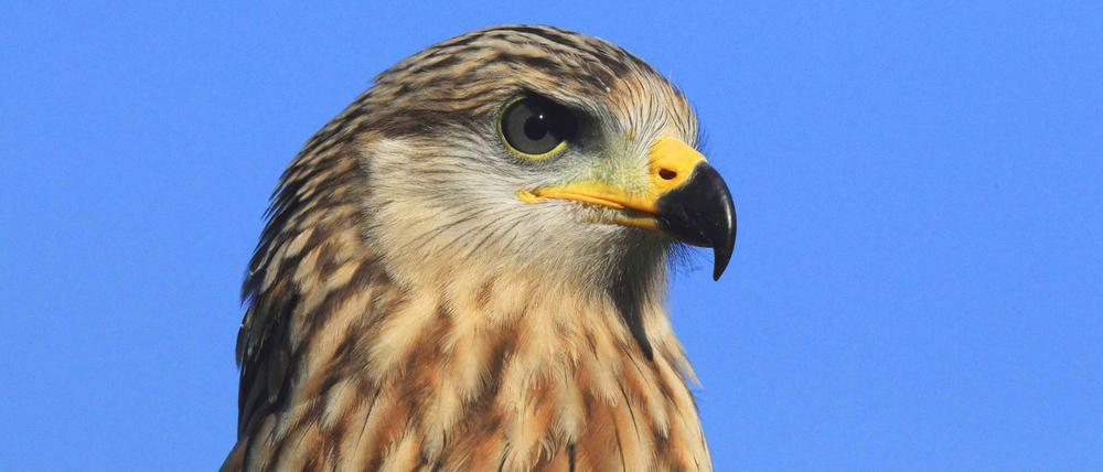 Auge in Auge mit einem Rotmilan. Für diese Greifvogelart hat Deutschland eine besondere Artenschutzverantwortung, weil sein wichtigstes Vertreibungsgebiet in Deutschland liegt. 
