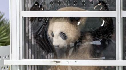Ankunft der beiden Panda-Bären in Schönefeld. China macht mit ihnen Politik.