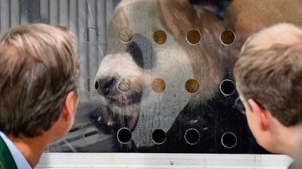 Bürgermeister Michael Müller (r.), ein Panda (m.), Zoodirektor Andreas Knierim (l.).