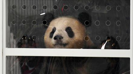 Der chinesische Riesenpanda «Meng Meng» schaut aus seiner Transportbox. «Meng Meng» wird mit einem weiteren Panda in den Berliner Zoo einziehen.