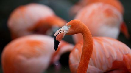 Traumhaftes Bild. In Europa wurden Chileflamingos erstmals in den frühen 90er Jahren in Holland gesichtet.