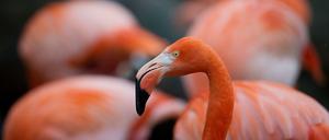 Traumhaftes Bild. In Europa wurden Chileflamingos erstmals in den frühen 90er Jahren in Holland gesichtet.