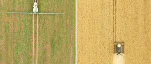 Zwei Ackerstreifen, auf denen unterschiedliche Grundstoffe für Biosprit angebaut werden.