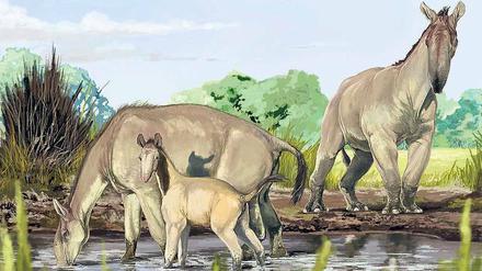 Das „Langhalsige Lama“ war Darwin ein Rätsel. 