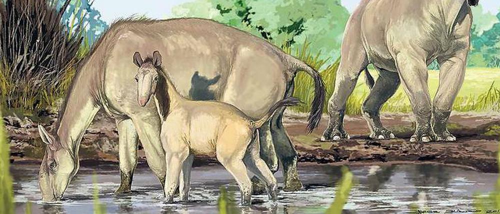 Das „Langhalsige Lama“ war Darwin ein Rätsel.