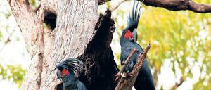 Schlagende Argumente. Bei der Balz greifen Kakadus zum Knüppel, um das Weibchen mit eindrucksvollen Rhythmen zu umwerben.