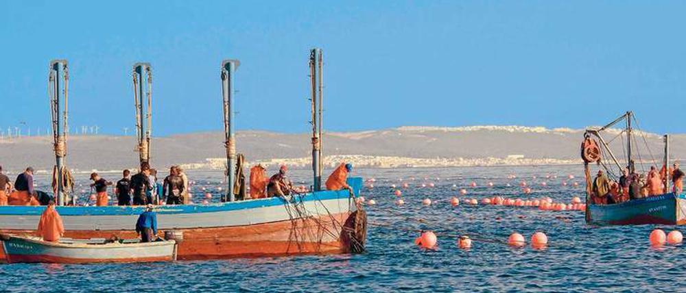 Fischer holen in der Nähe von Barbate ihre Netze mit Thunfischen ein. Der jährliche Fang, die Almadraba, geht damit los.