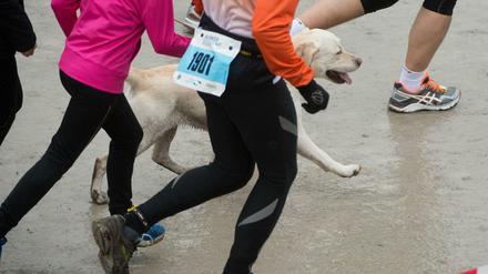 Der Hund gehört auf die Straßen und Wege.