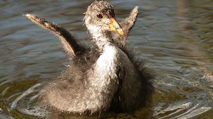 Enten und Blässhühner haben sich über die ausgedehnten Wasserflächen in der Stadt gefreut. 