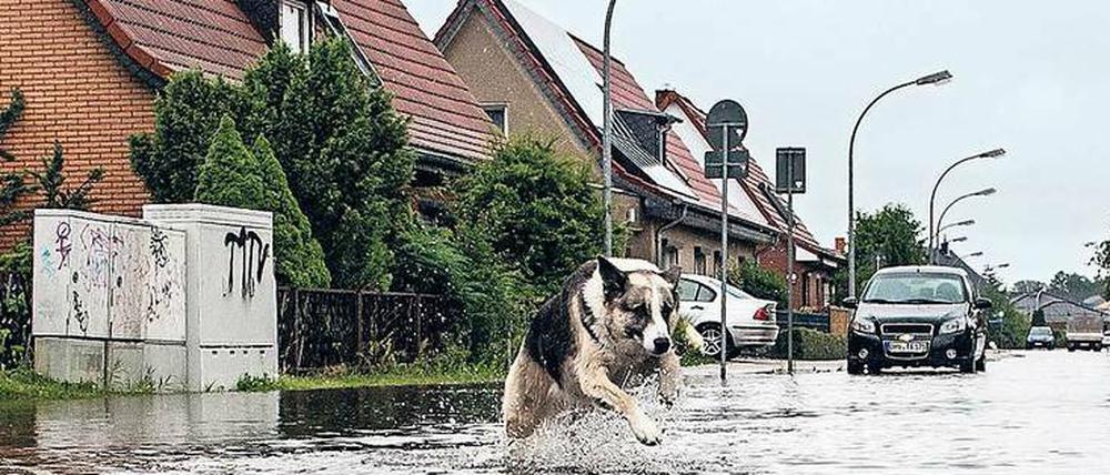 Ins Wasser, marsch! Dieser Schäferhund ist wohl einer der Wenigen im brandenburgischen Leegebruch, die am Starkregen der vergangenen Tage ihren Spaß haben.