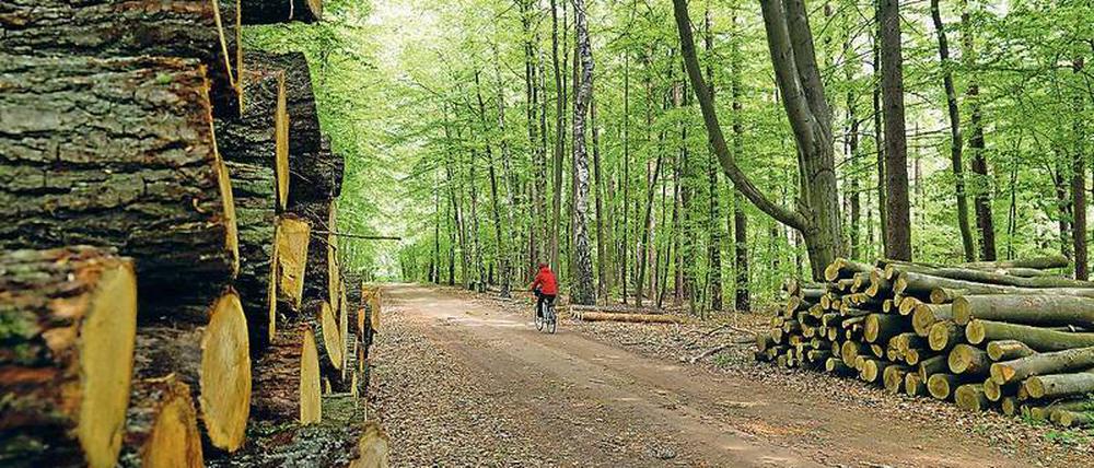 Nicht mehr Holz schlagen als nachgepflanzt wird. So funktioniert Nachhaltigkeit.