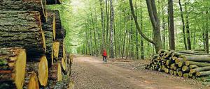 Nicht mehr Holz schlagen als nachgepflanzt wird. So funktioniert Nachhaltigkeit. 