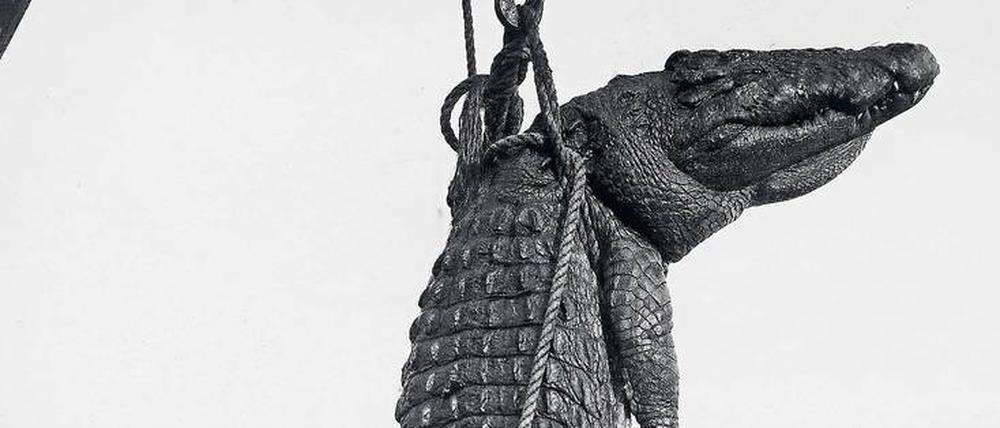 Sieg in Deutsch-Ostafrika. Stolz lässt sich der Reichstagsabgeordnete und Justizrat Hermann Dietrich mit dem im Viktoriasee erlegten Krokodil ablichten. Das Motiv erschien 1906 in der „Berliner Illustrirten Zeitung“.