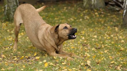 Ein bellender Hund war der Grund für einen Streit in Friedrichshain (Symbolfoto).