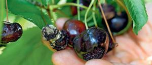 Faule Früchte. Das schlechte Wetter hat die Kirscherträge hierzulande in diesem Jahr deutlich reduziert.