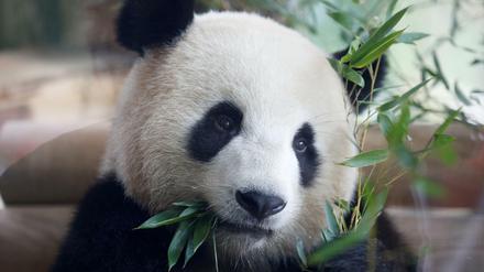 Jiao Qing frisst gemütlich Bambus. 