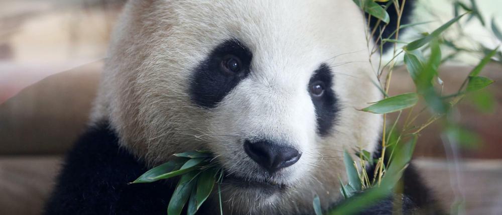 Jiao Qing frisst gemütlich Bambus. 