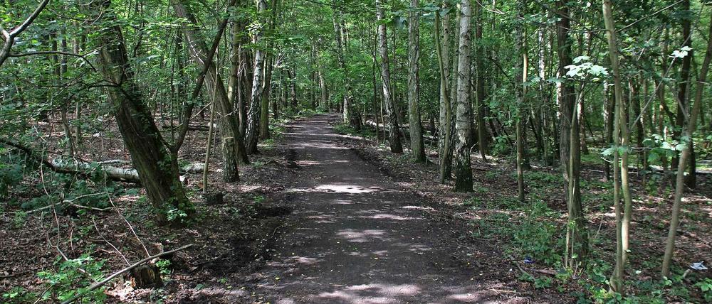 Durch diesen Wald müssen die Gehbehinderten auf dem Weg zum Supermarkt.