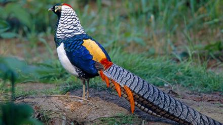 Ein ebenso schöner männlicher Kollege in seiner Voliere? Nicht vorstellbar. Konkurrenz hält er sich vom Hals.