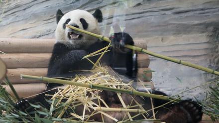 Panda-Bär im Berliner Zoo