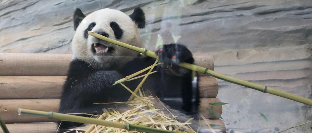Panda-Bär im Berliner Zoo