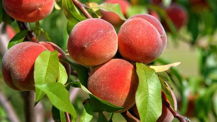 Pfirsiche statt Tomaten. Mit Obst lassen sich nicht nur Desserts zubereiten.