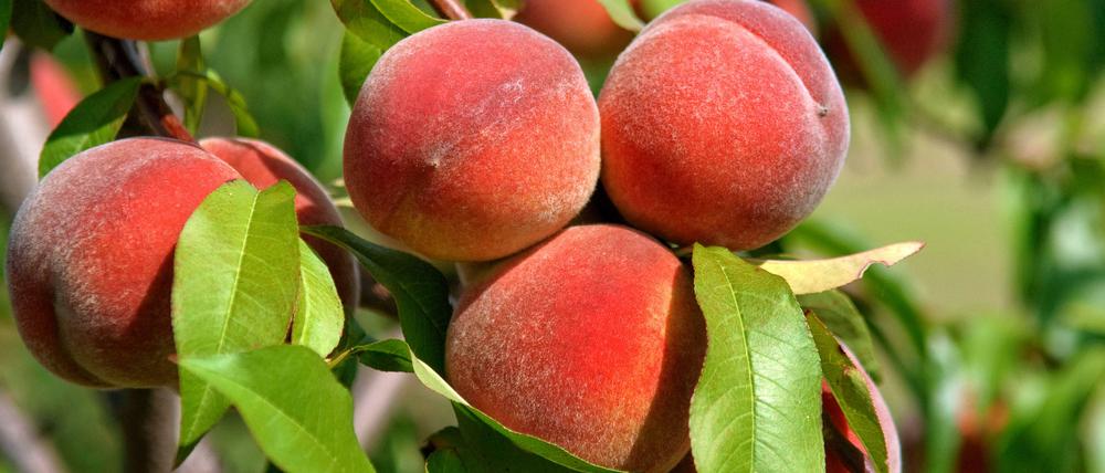 Pfirsiche statt Tomaten. Mit Obst lassen sich nicht nur Desserts zubereiten.