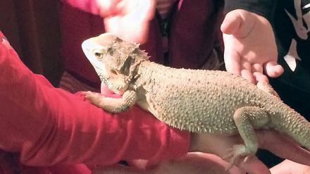 Haustiere – von Hund über Kaninchen bis hin zu exotischen Echsen – sind in Kitas immer beliebter.