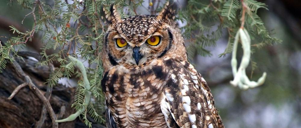 Der Bestand des Fleckenuhus ist derzeit nicht gefährdet, dennoch verliert er seine Nistplätze und die Wälder – an Rodung.