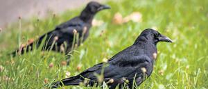 Rabenschlau. Die Experimente mit den Vögeln helfen die Evolution der Intelligenz zu verstehen.