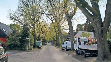 Ein Problem, keine Lösung. Der Abwasserkanal wird gebaut. Folge: Die Bäume müssen weg. Eine korrekte Straße soll entstehen und zwei Bürgersteige.