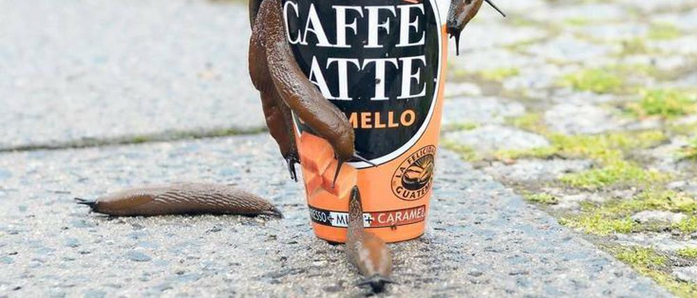 Schneck lass nach. Ein Kaffeekränzchen gestern in Prenzlauer Berg.