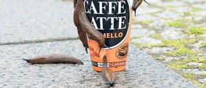 Schneck lass nach. Ein Kaffeekränzchen gestern in Prenzlauer Berg. 