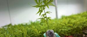 Mit der Legalisierung von Drogenhandel will Uruguay den Kartellen das Geschäft verderben.