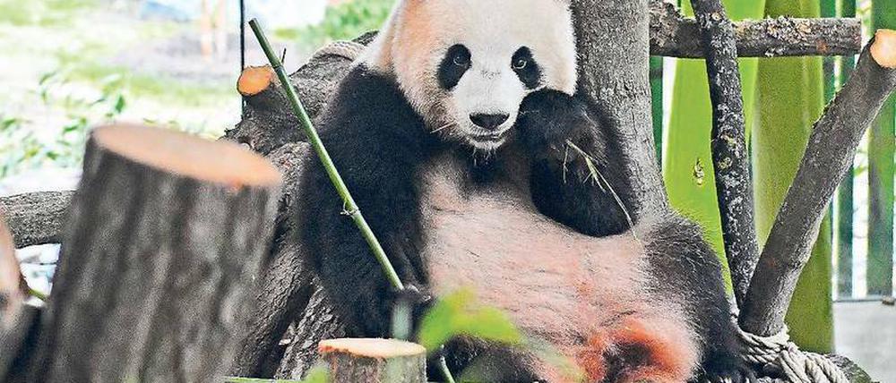 Lieblingsbeschäftigung der Pandas: Futtern.