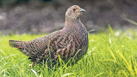 Seltener Anblick. Die früher in Deutschland weitverbreiteten Rebhühner könnten ein Opfer der intensivierten Landwirtschaft werden.